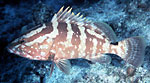 Twenty groupers threatened with extinction Photo
