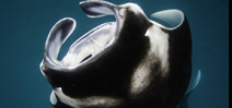 New study estimates manta ray tourism at $140 million Photo