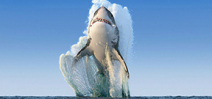 National Geographic outs shark image hoax Photo