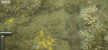 Deepwater shark spawning ground discovered off Scotland Photo
