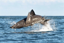 Basking sharks recorded breaching off the coast of Ireland Photo