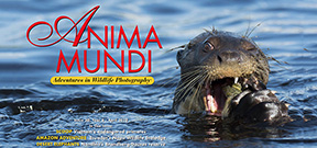 Issue 30 of Anima Mundi magazine available Photo
