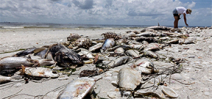 Florida declares state of emergency due to red tide Photo