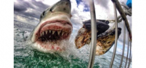The most viral GoPro photo to date is of a Great White Shark Photo