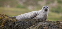 Video: Scottish grey seal freed from fishing line Photo