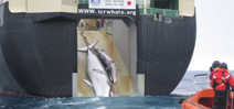 Japan slaughters 122 pregnant minke whales Photo
