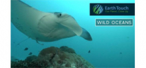 Video: Earth Touch Manta Ray somersaults Photo