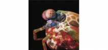 In a new study scientists admit there is a lot to learn about mantis shrimp vision systems Photo