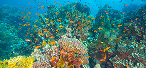 Australian Government announces funding for Great Barrier Reef Photo