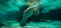 The Manatees of the Crystal River by Don Silcock Photo