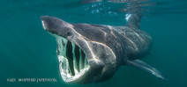 A shiver of 50 basking sharks off Big Sur Photo