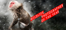 NHM Wildlife Photographer of the Year Awards Photo