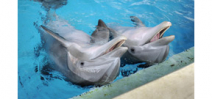 The National Aquarium in Baltimore to move dolphins to a sanctuary Photo