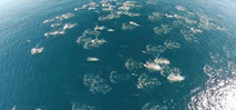 Video: Drone captures aerials of dolphin super pod Photo