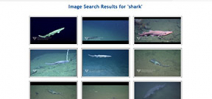 MBARI launches Deep-Sea Guide Photo