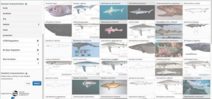 Online tool for shark identification Photo