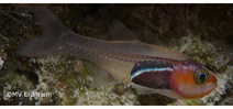 New cardinalfish described in the Bird’s Head Photo