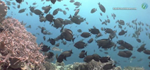 Video: Wakatobi Part 2 by Earth Touch Photo