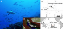 Paper describes shark concentration at Fakarava Photo