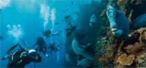Google expands street view to include 40 more underwater locations Photo