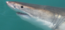 Great white shark population threatened Photo