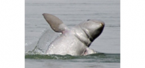 Only 5 Irrawaddy dolphin remain on the planet Photo