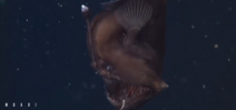 Rare footage of deep sea anglerfish captured by MBARI Photo