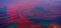 Enormous red tide off Northwest Florida Photo