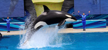 SeaWorld announces end of orca captive breeding program Photo