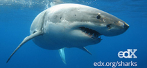 Free Online Shark Course returns Photo