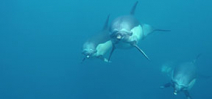 Video: Dolphin Army by Simon Buxton Photo