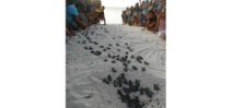 Human wall guides baby turtles to sea Photo