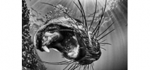 Underwaterphotography.com 2016 winners Photo