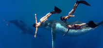 Video: Whale Fantasia Photo
