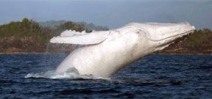 Another rare white humpback whale spotted off Ireland Photo