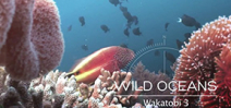 Video: Wakatobi Part 3 by Earth Touch Photo