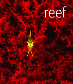 Review of Reef by Scubazoo Photo