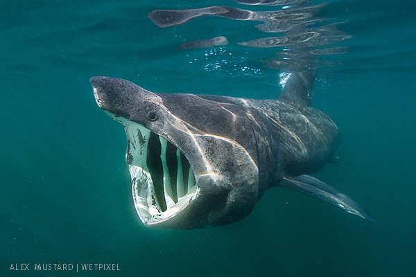 Basking sharks on Wetpixel