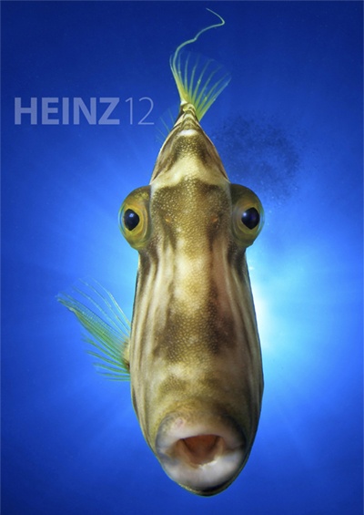 HEINZ magazine on Wetpixel