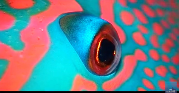 Borneo Parrotfish