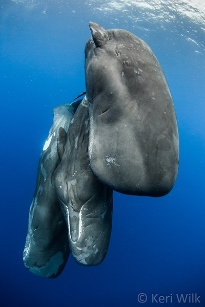 Sperm whales on Wetpixel