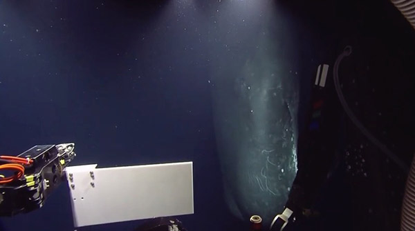ROV and sperm whale on Wetpixel